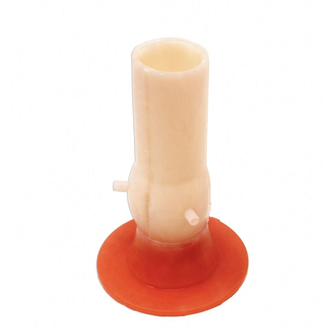 Bicuspid Aortic Valve Model | Cardiac Surgery Training Simulator - Surgical TrainingLL-TRN-0185
